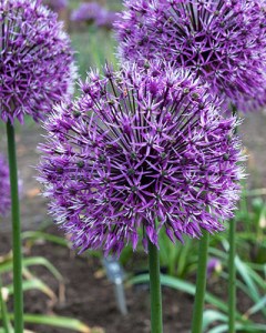Allium Early Emperor